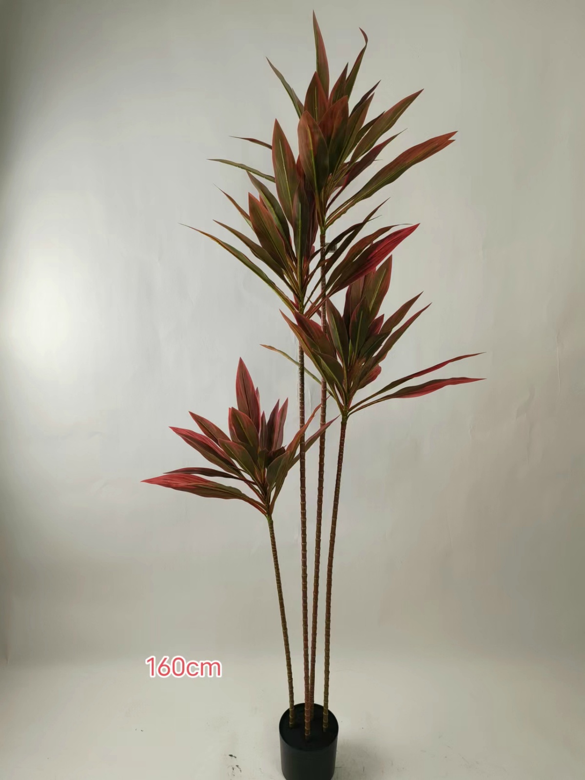 Cordyline multicolor de 55" con 4 tallos.