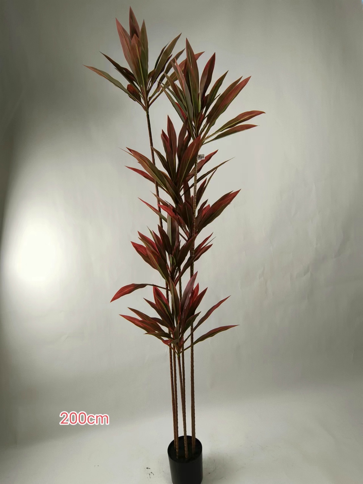 Cordyline multicolor de 78", 6 tallos.