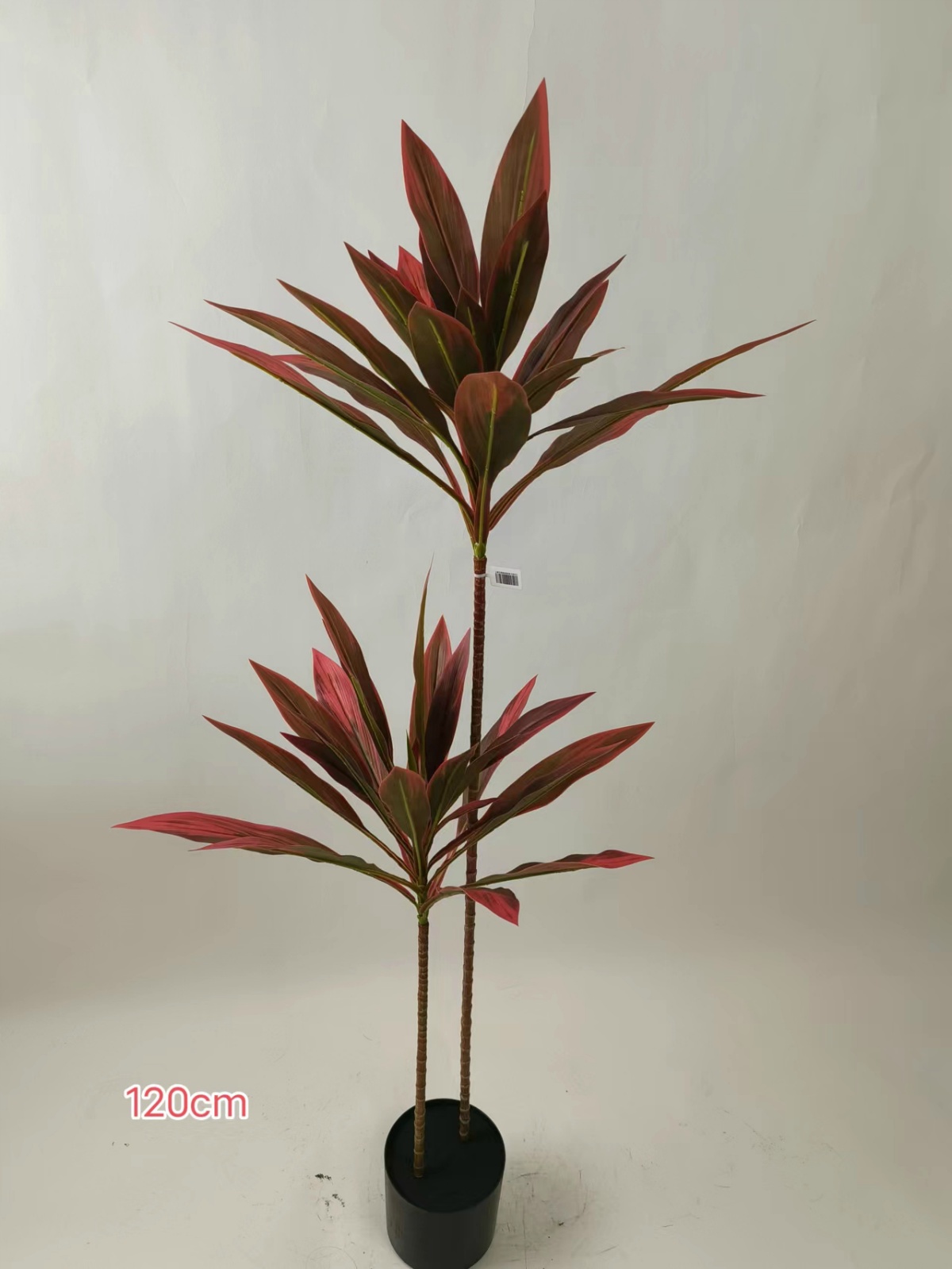 47"彩叶朱蕉2杆