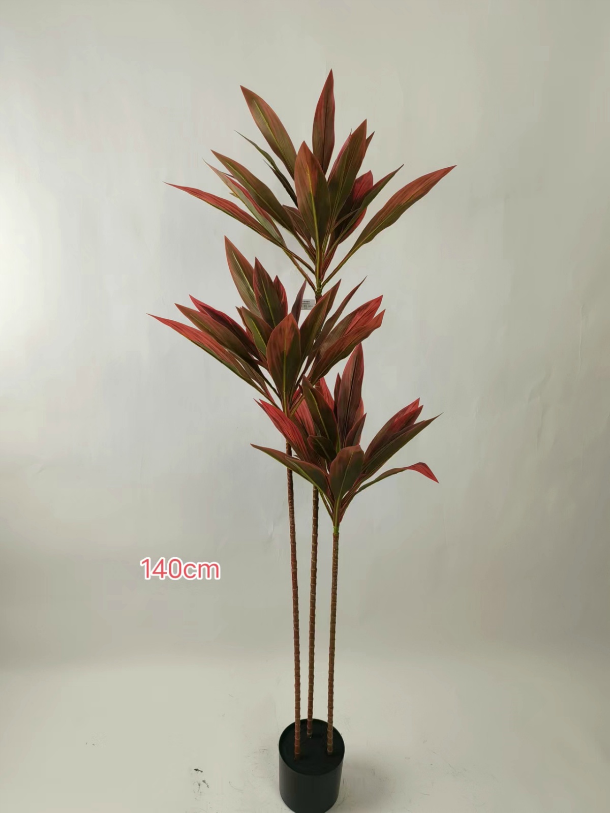 55"彩叶朱蕉3杆