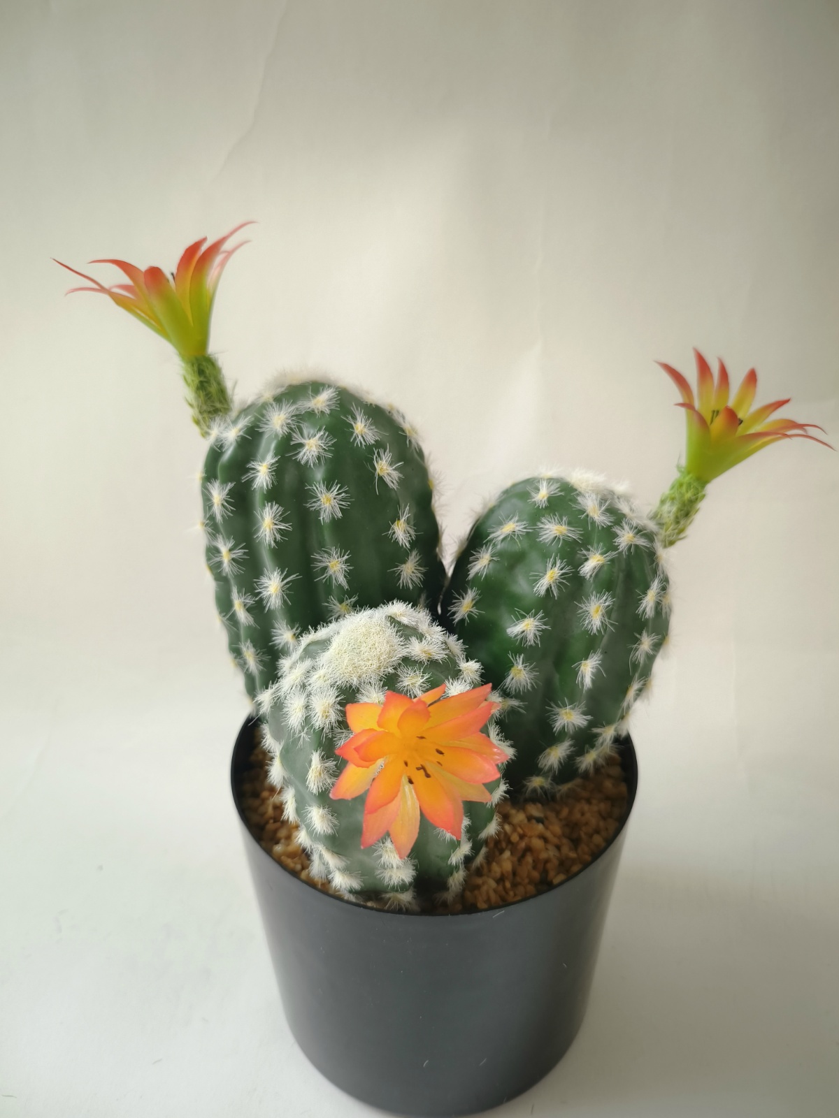 11"植毛3头仙人球