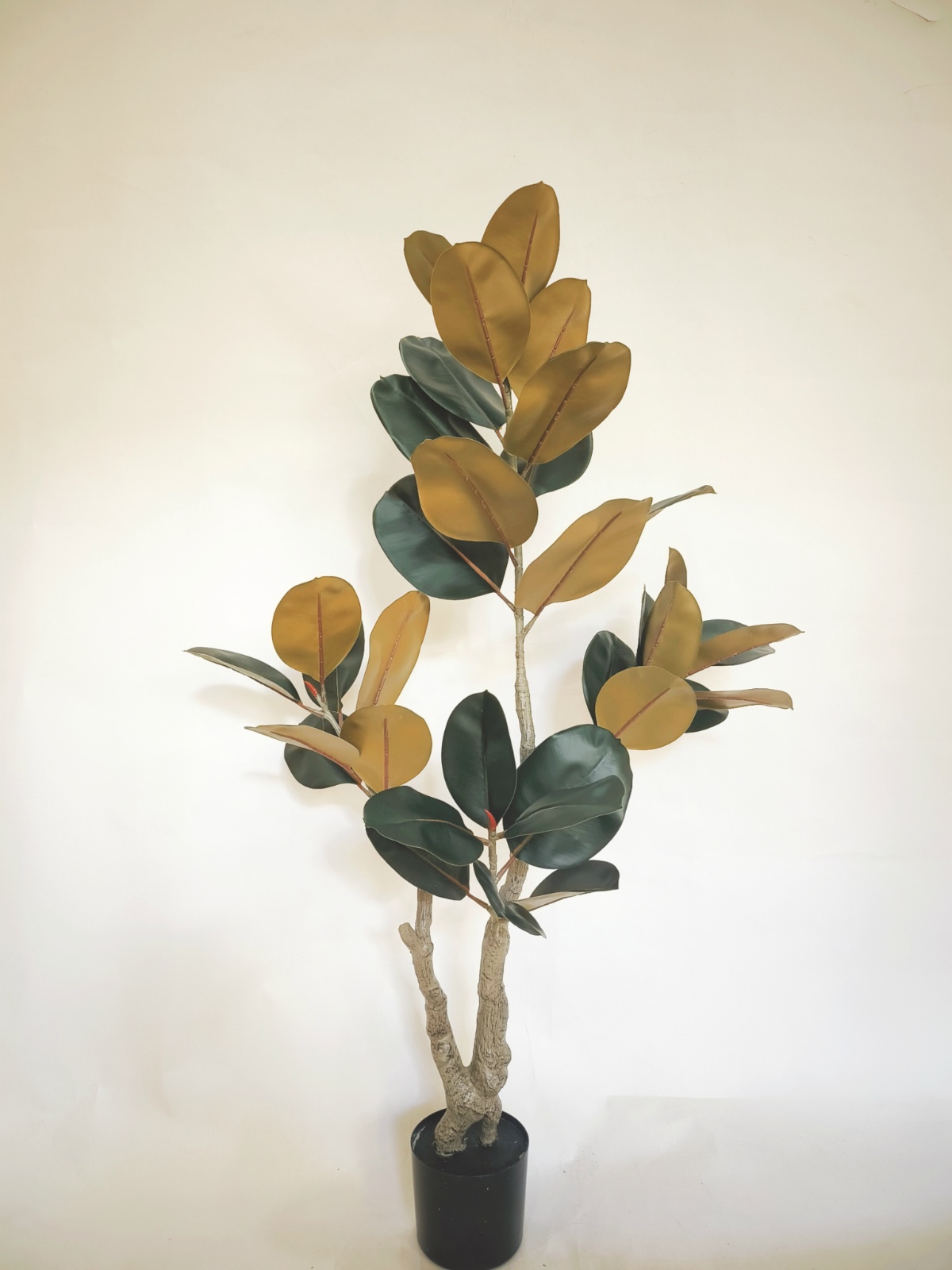 Plante en caoutchouc "Black Gold", 55 pouces, 4 branches.