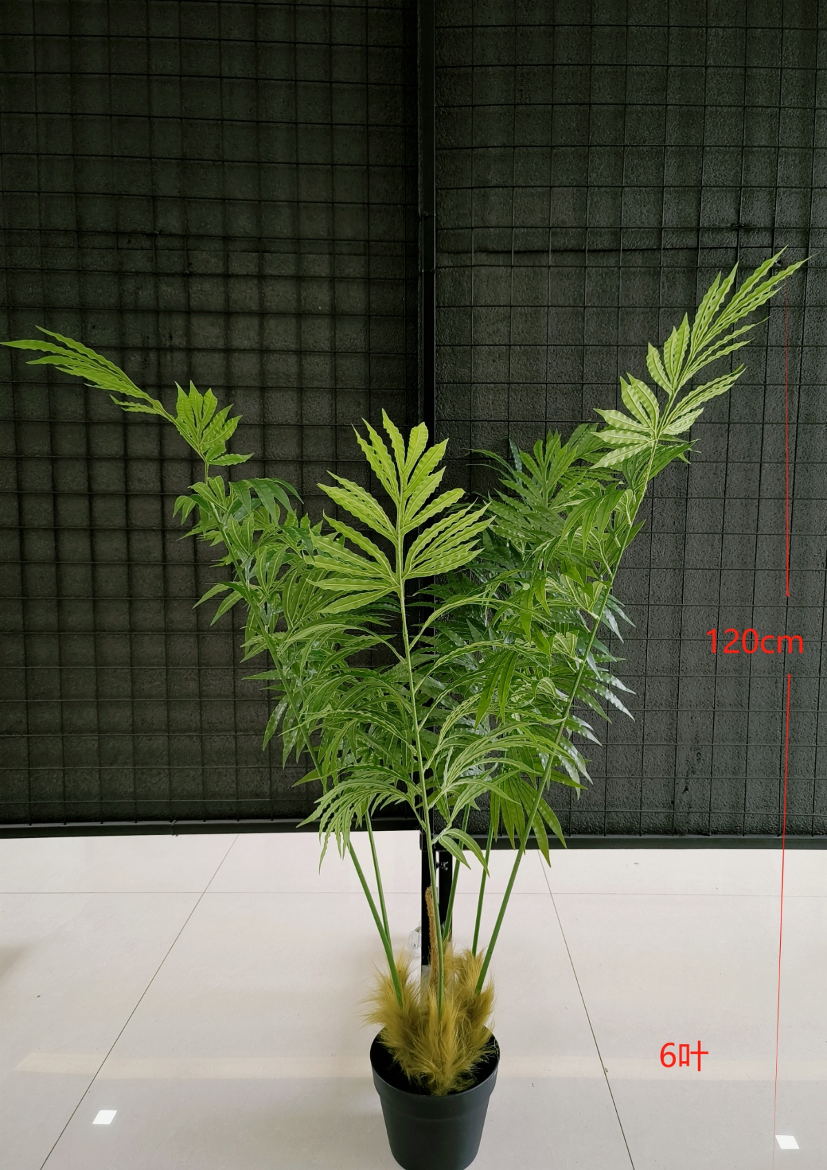 47"多杆苏铁6叶