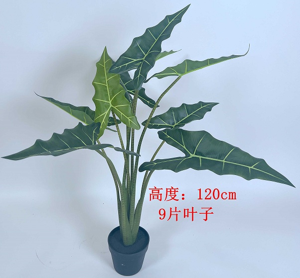 51"9叶观音莲树