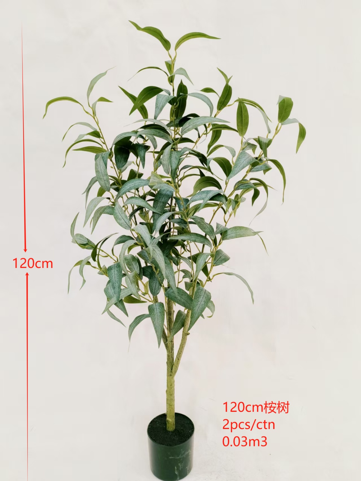 120cm桉树