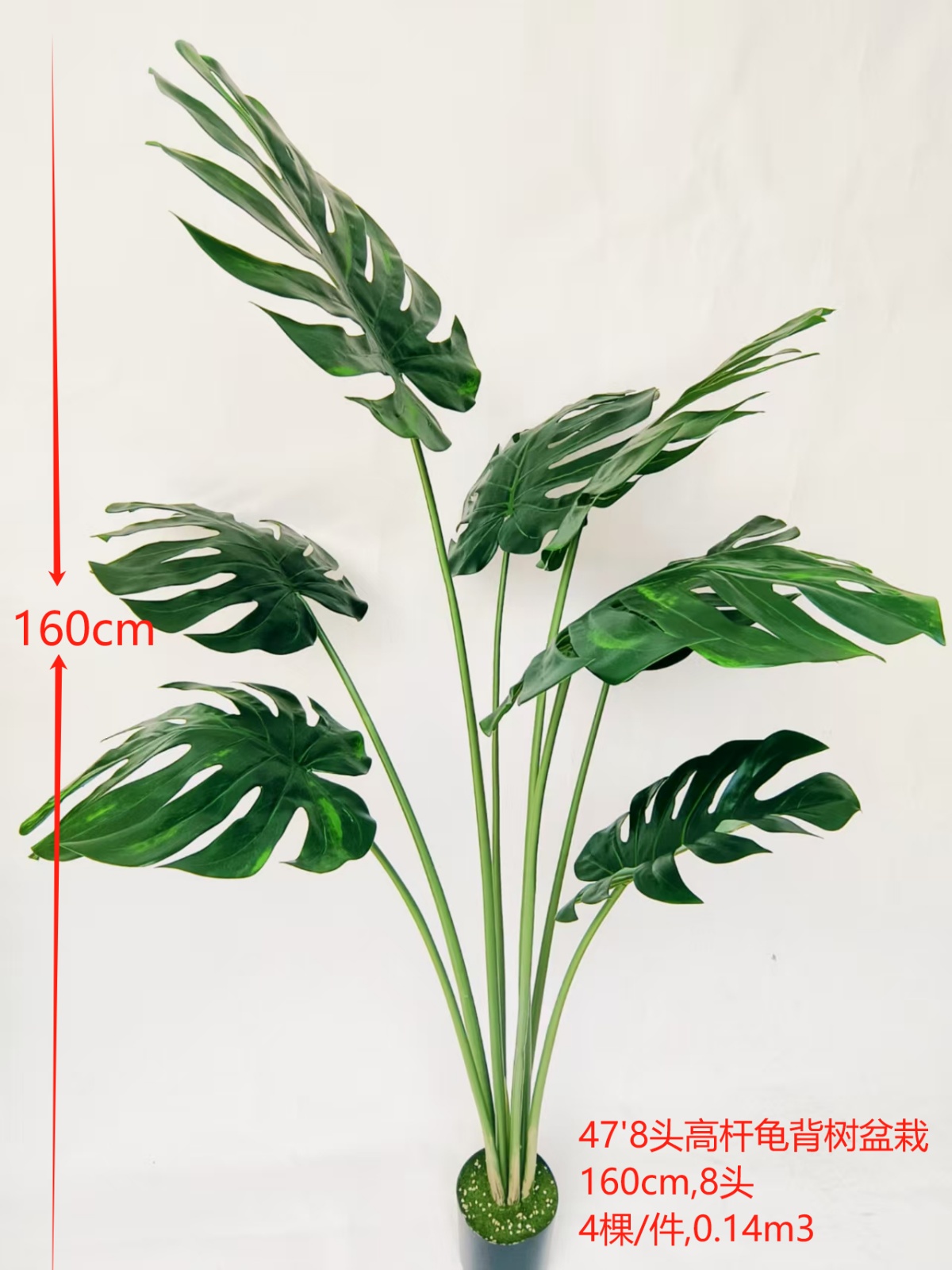 Monstera com 7 hastes, 47'8.
