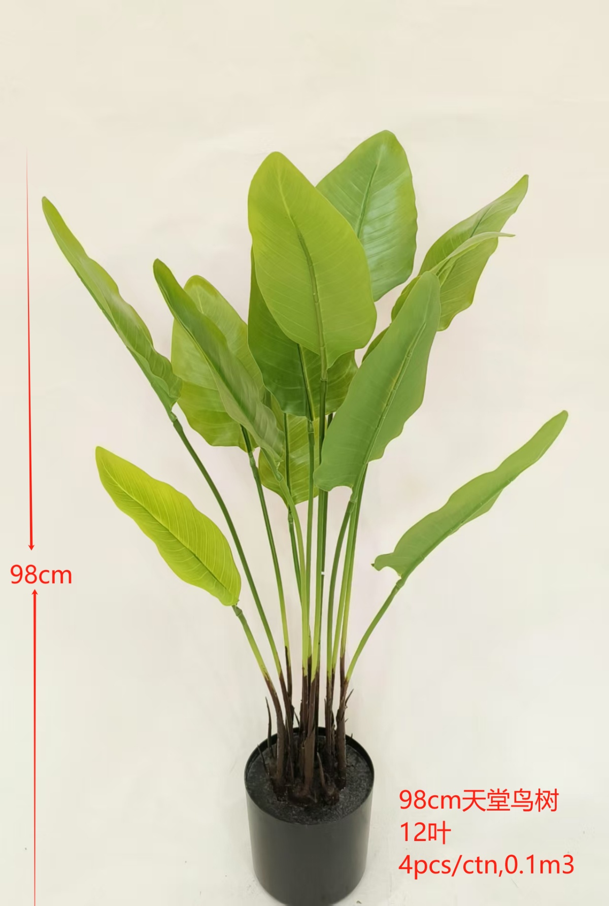 Pohon Strelitzia dengan 12 daun, ukuran 38.