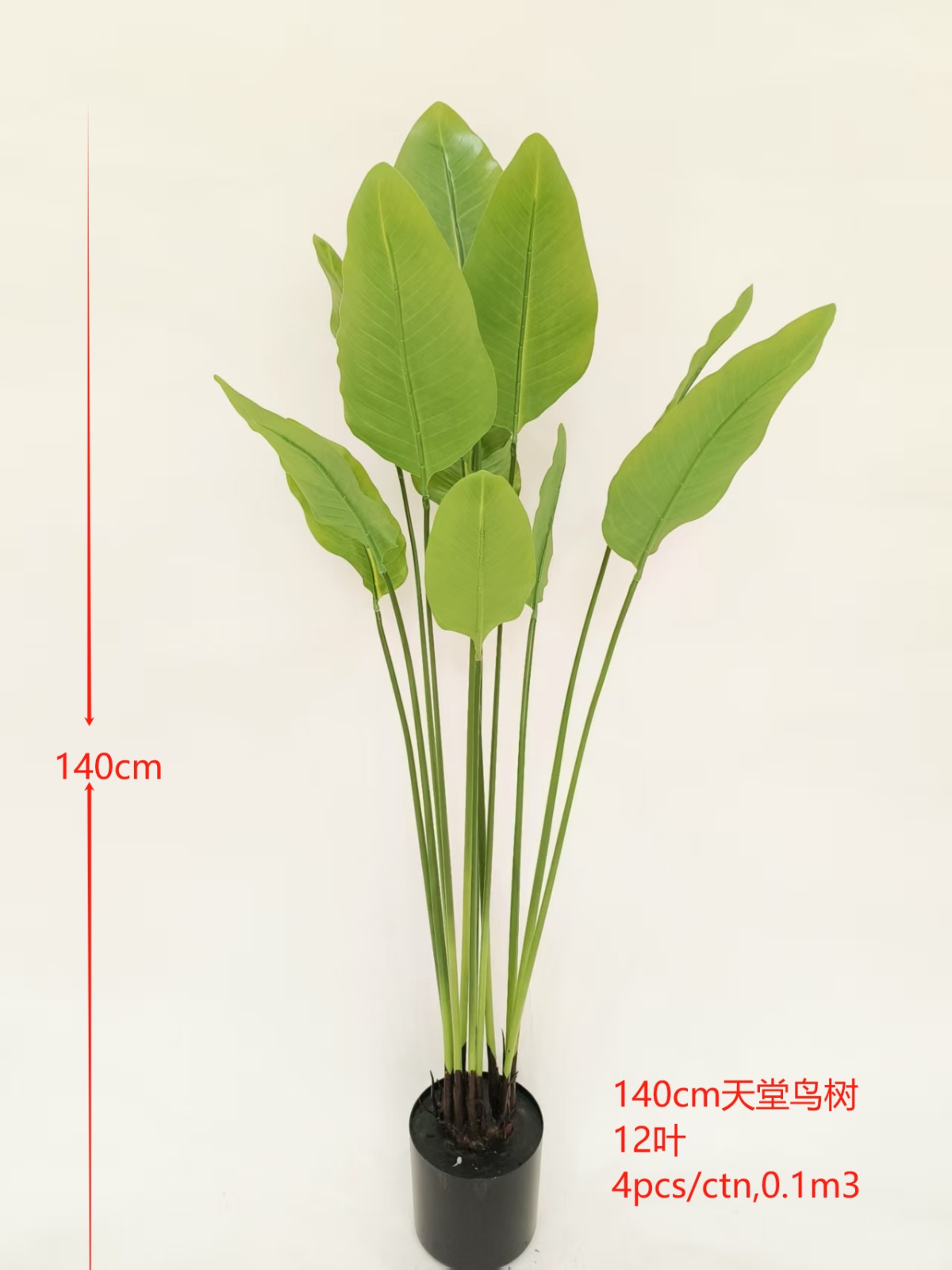 55"12叶天堂鸟树