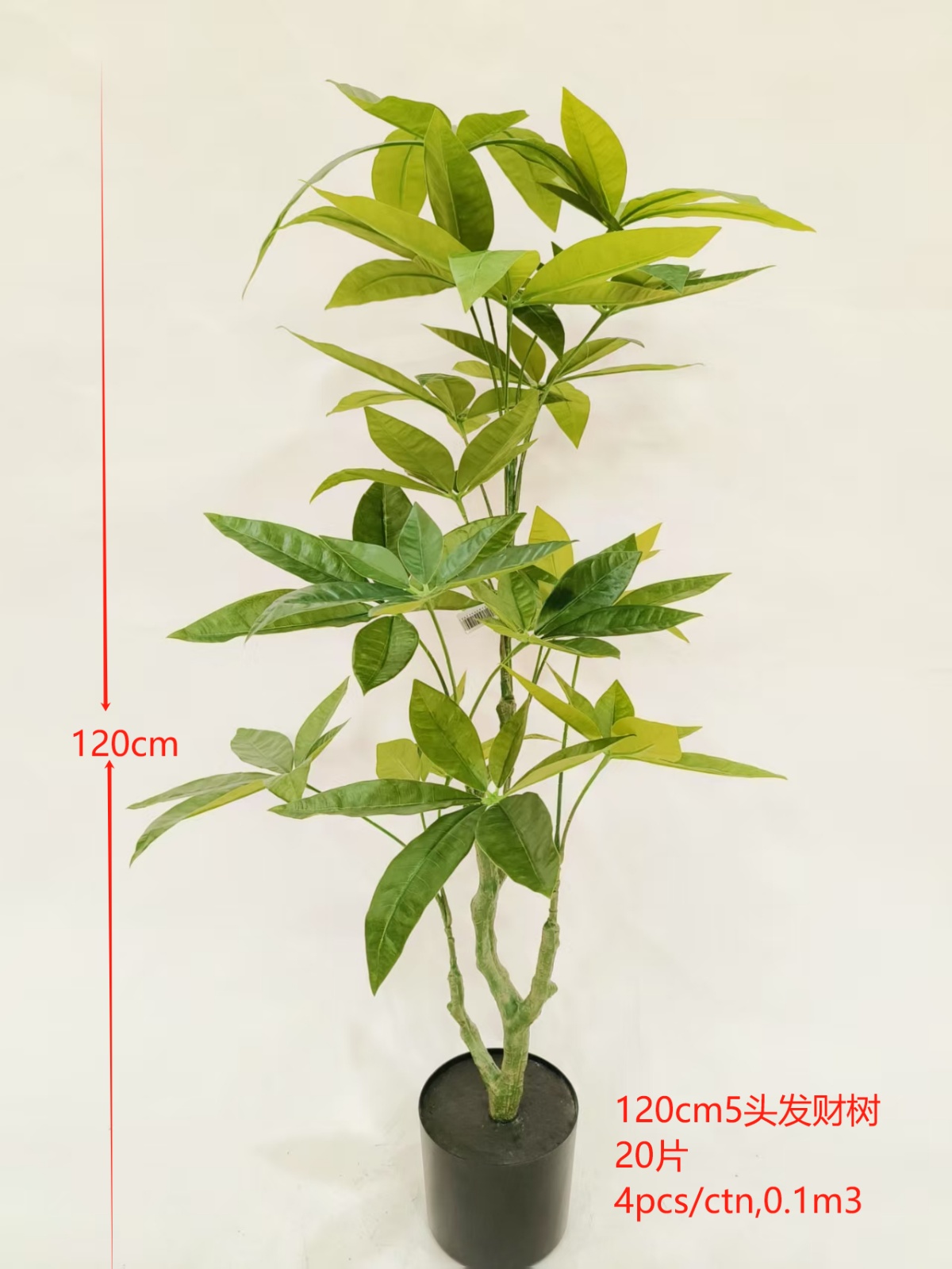 120cm5头发财树