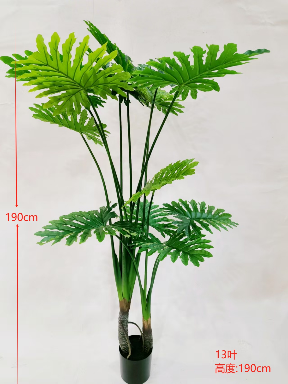 75”春羽树