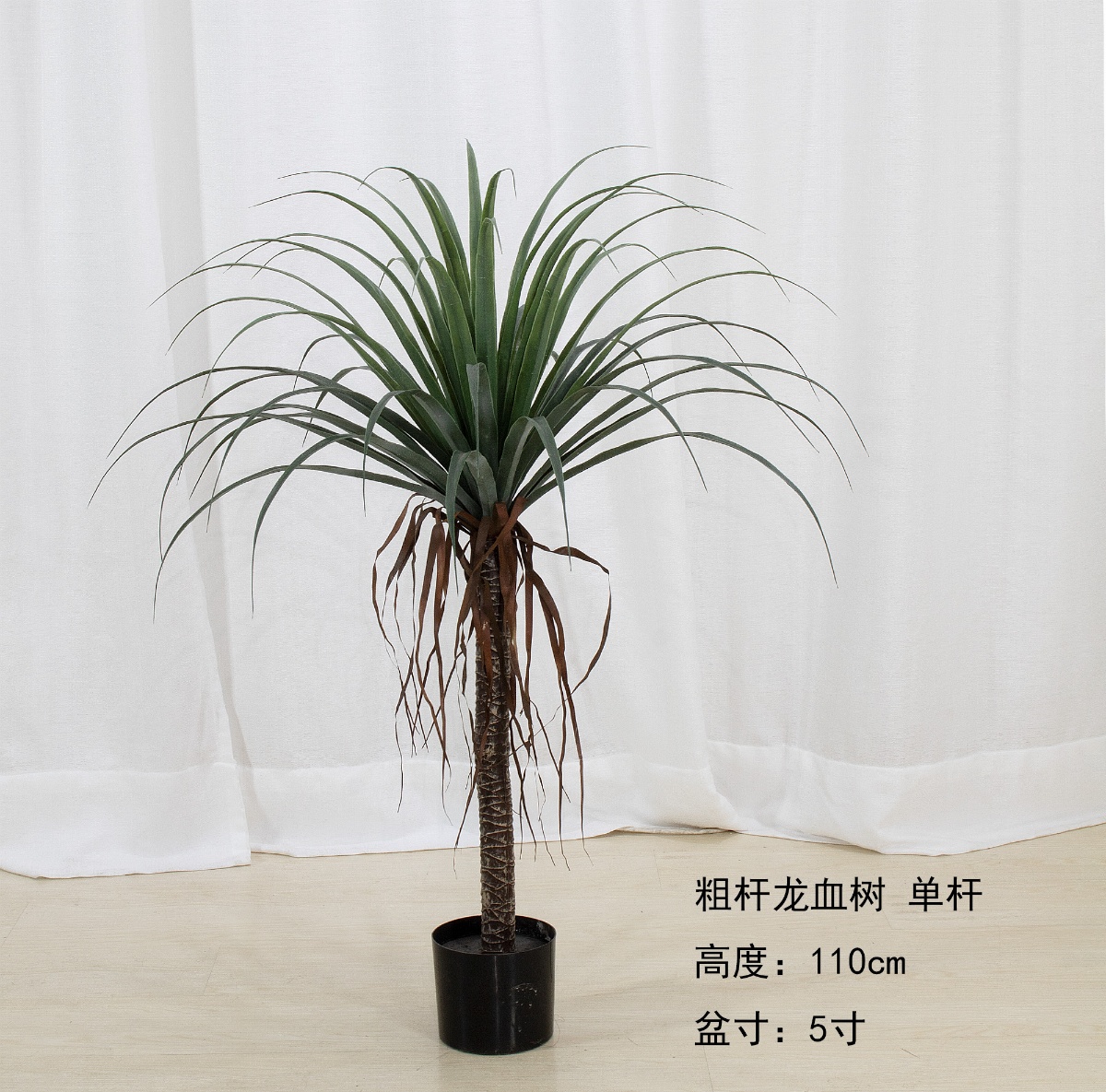43"粗杆龙血树