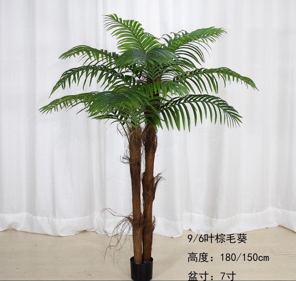 70"棕毛葵