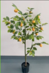 49"柠檬树