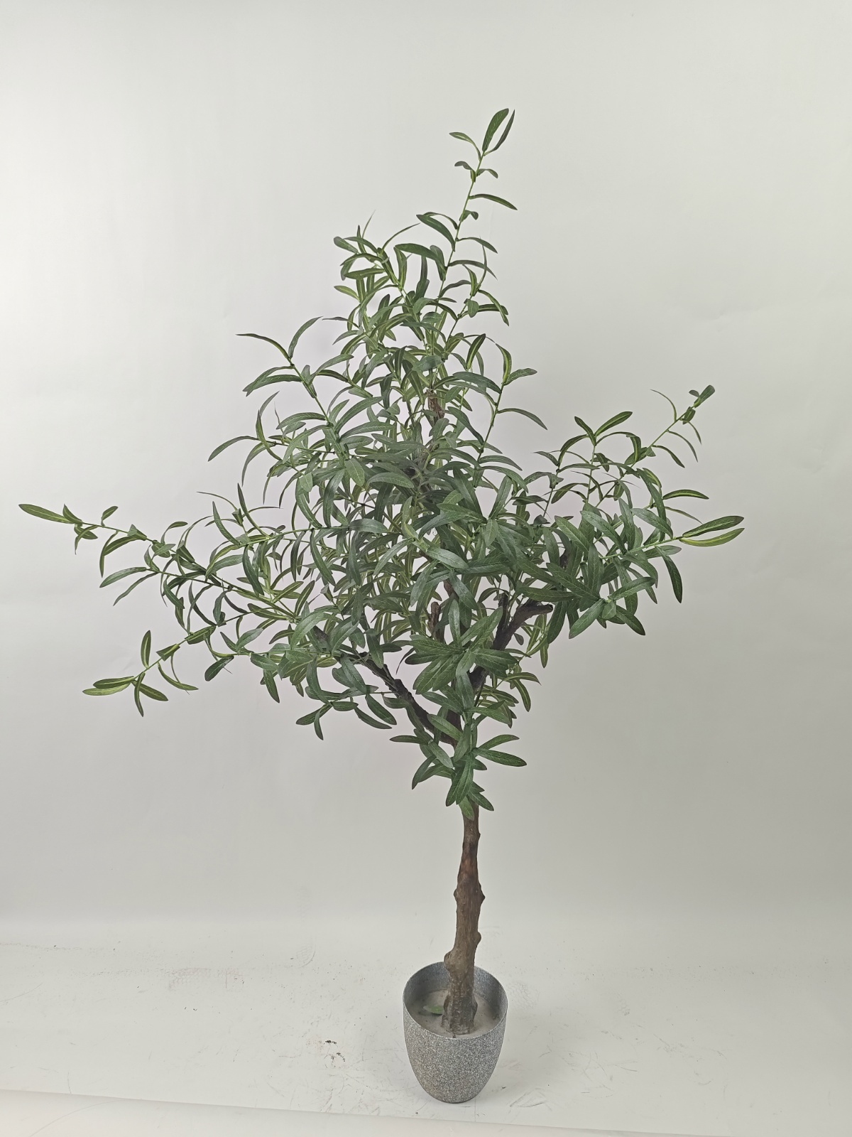 59“橄榄树