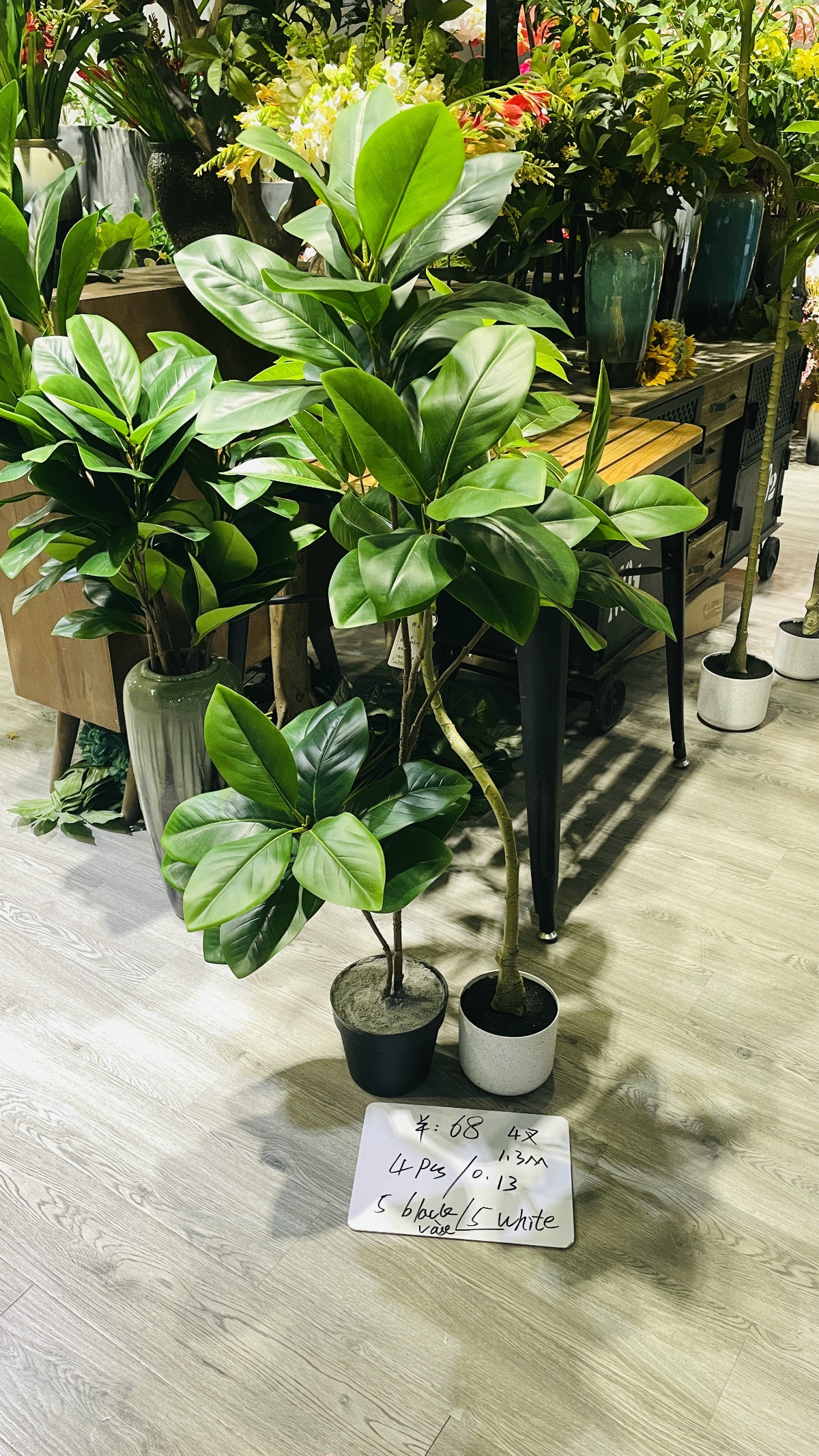 51”四叉玉兰树
