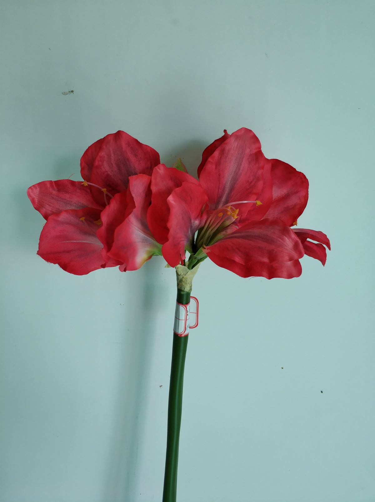 31"5头孤挺花 粉色