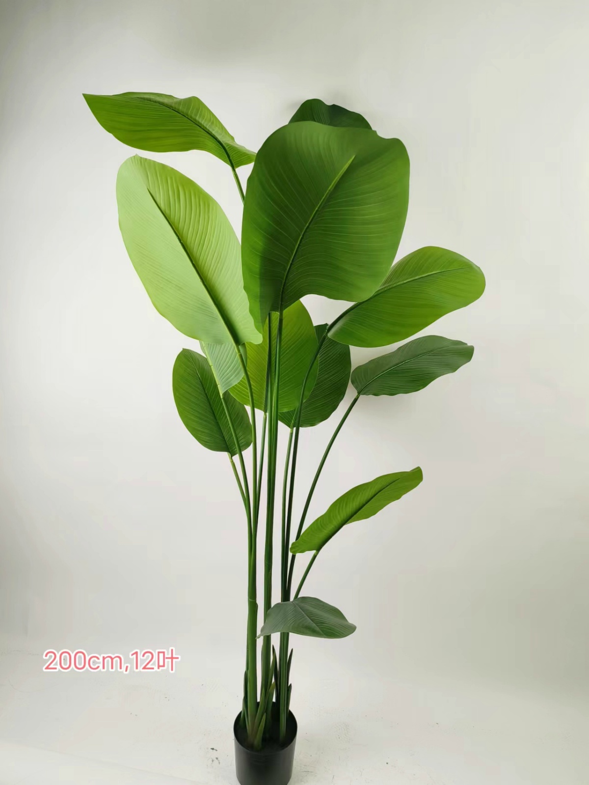70"绿叶竹芋12叶