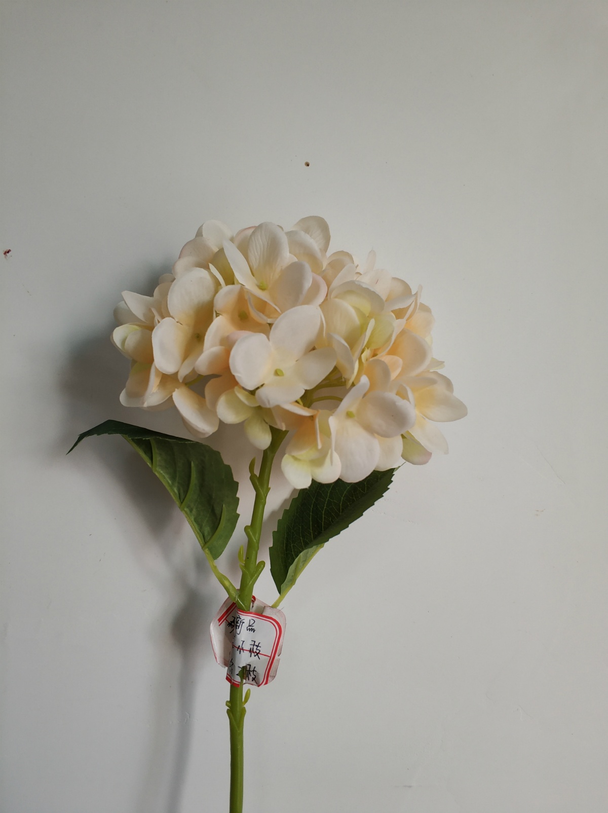18"新月绣球 香槟黄