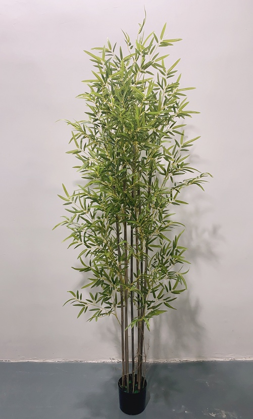 黄金竹