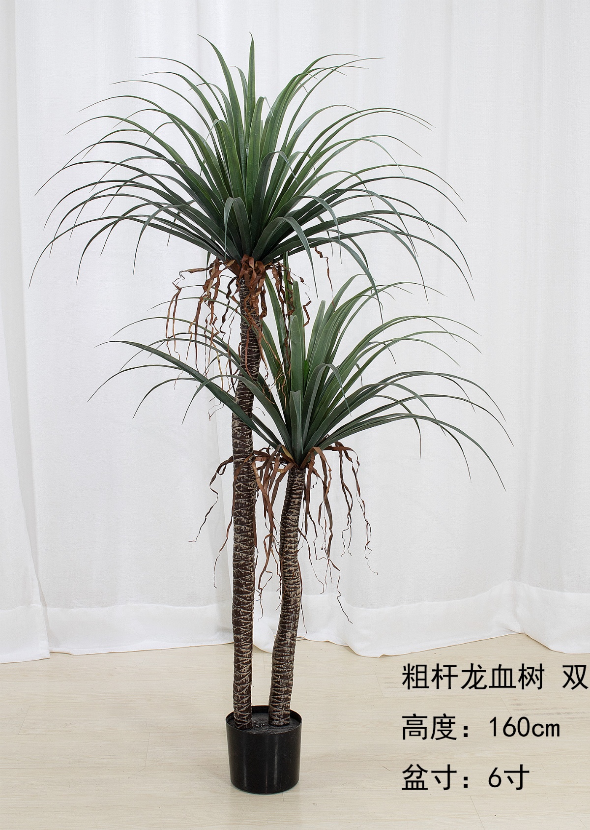 62"粗杆龙血树2杆