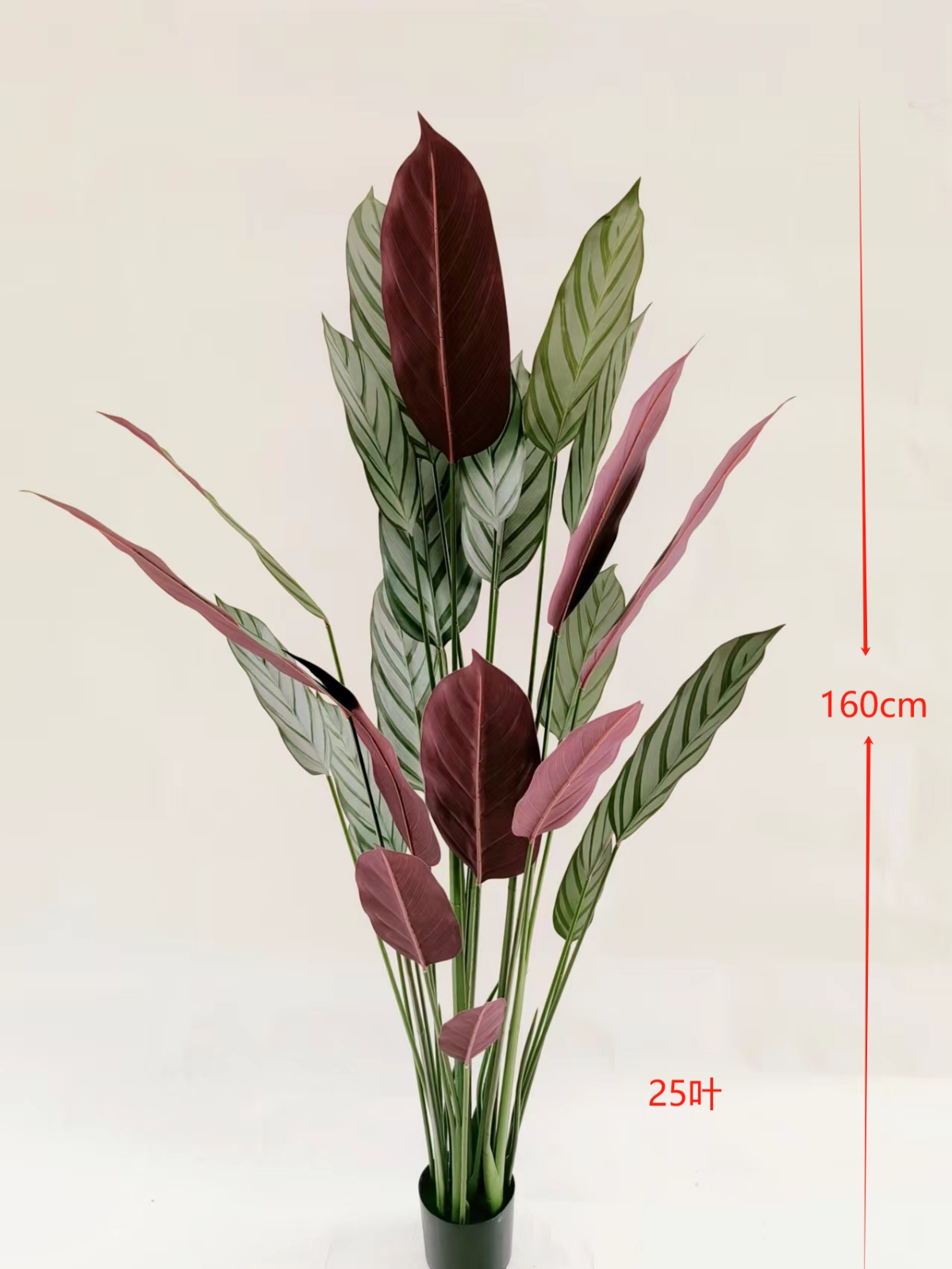 62"飞羽竹芋25叶