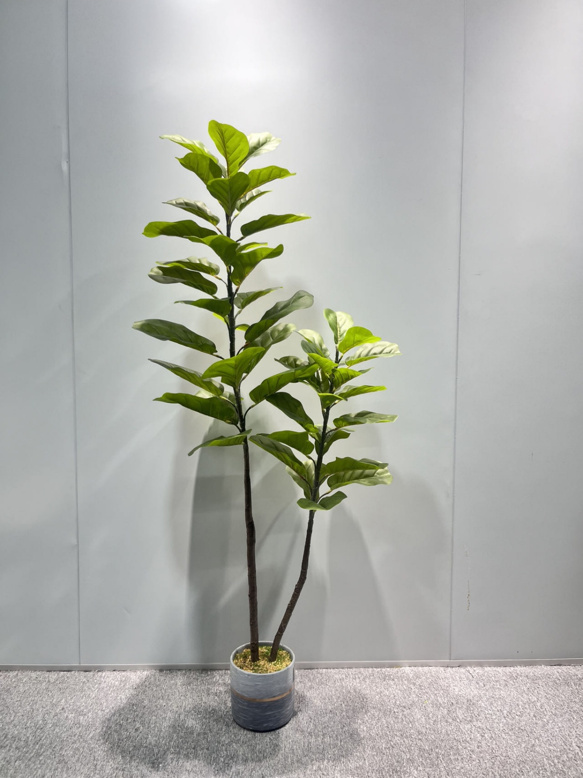 两杆小琴叶榕3D