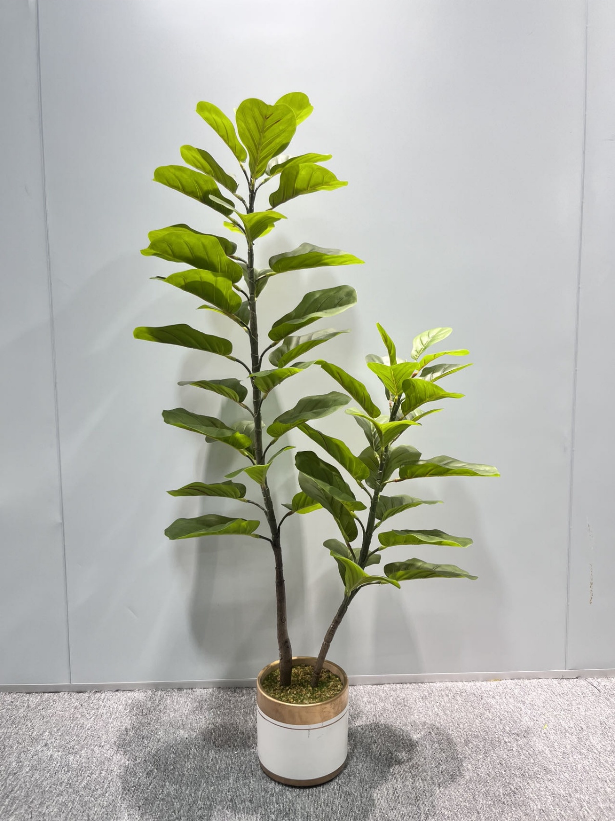 两杆小琴叶榕3D