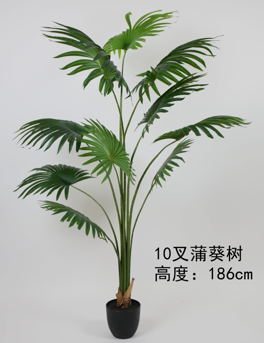 73"蒲葵树10叶