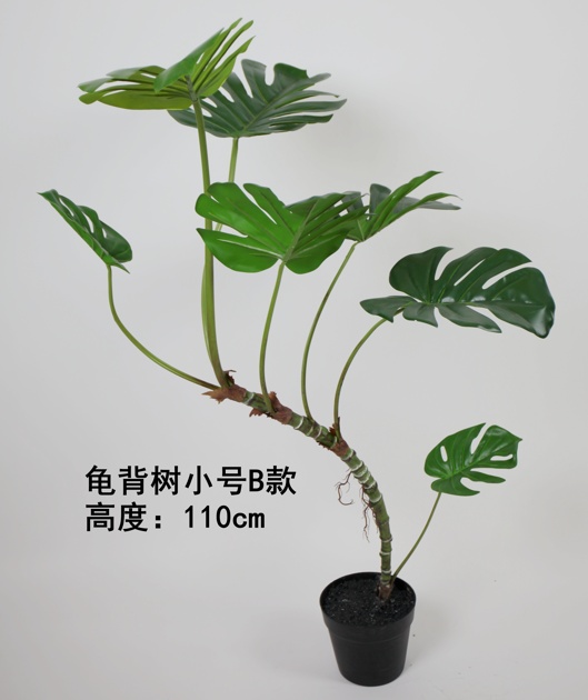 47"龟背树小B款