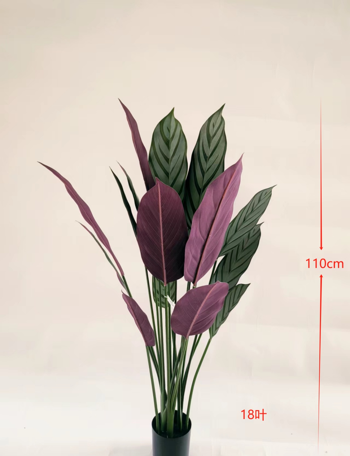 43"飞羽竹芋18叶