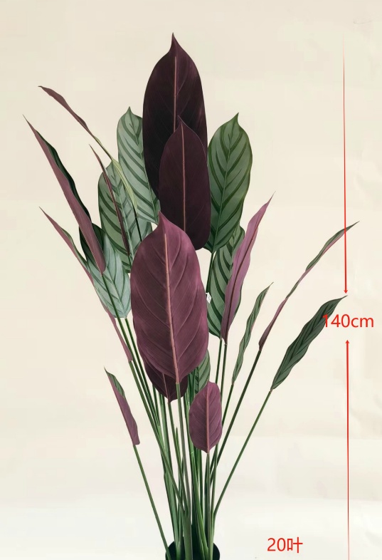 55"飞羽竹芋20叶 无盆