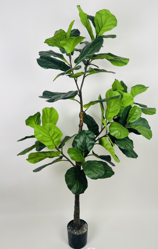 59"琴叶榕树A款46叶