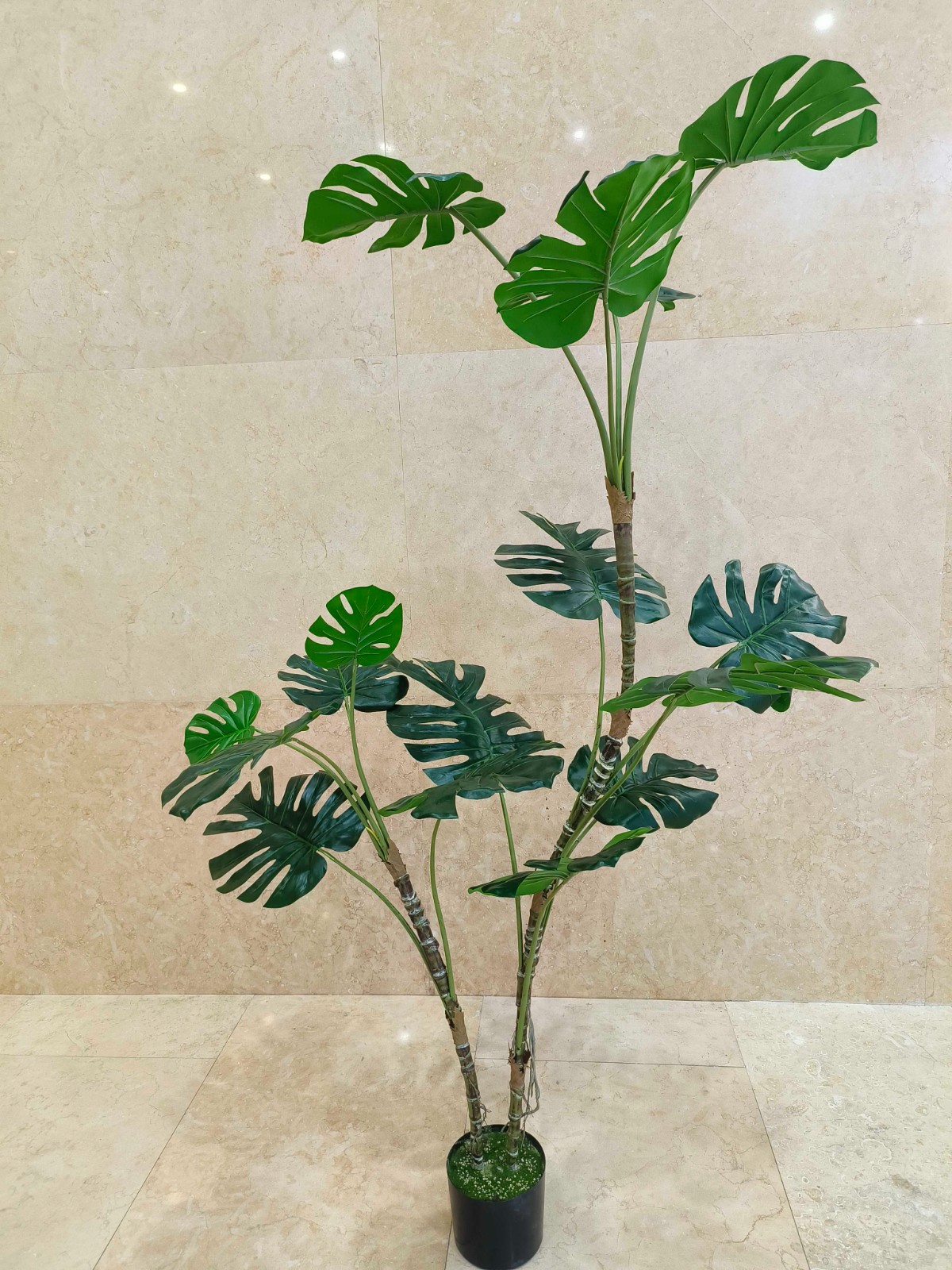 Monstera de 7".
