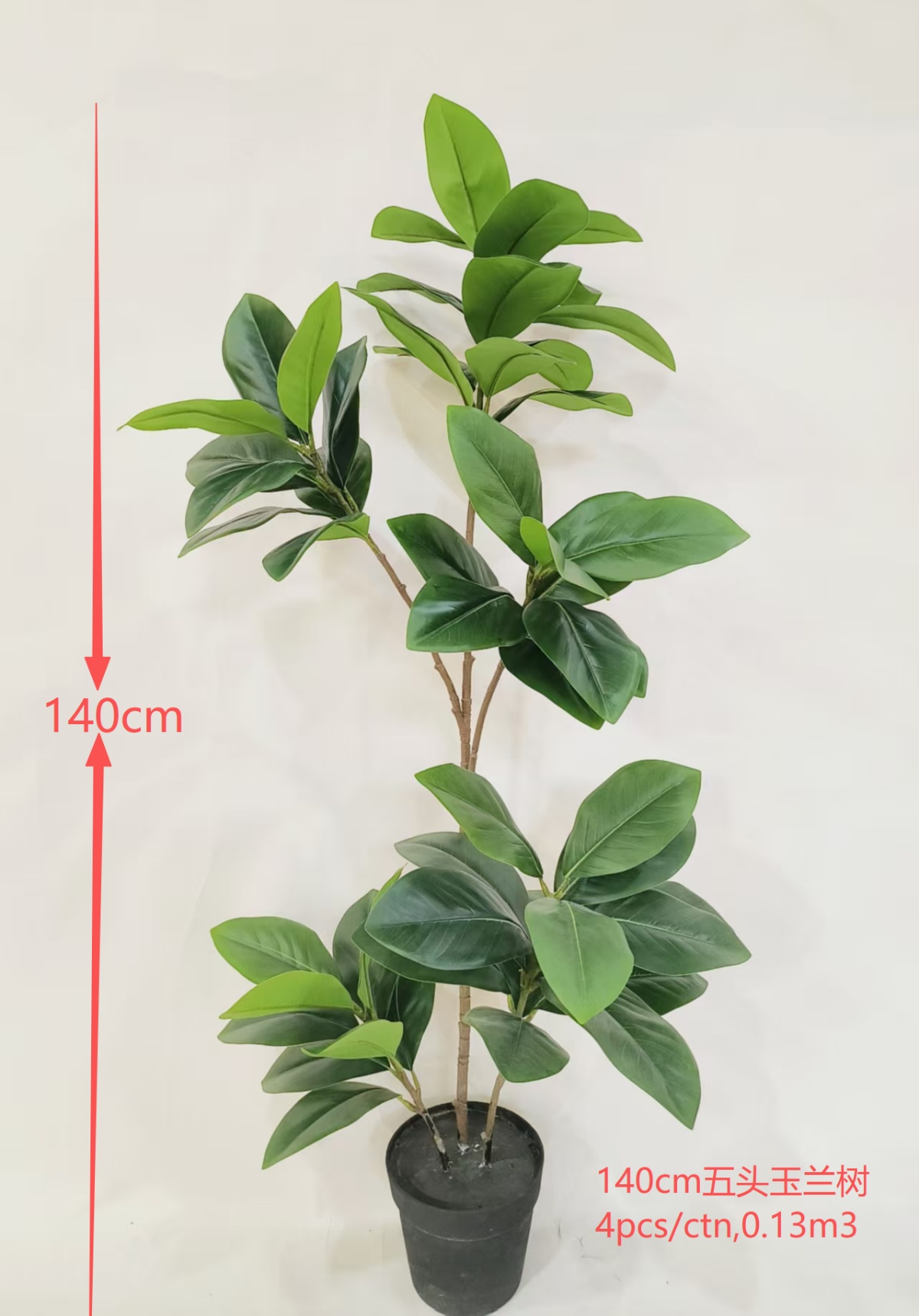 55”5叉玉兰树