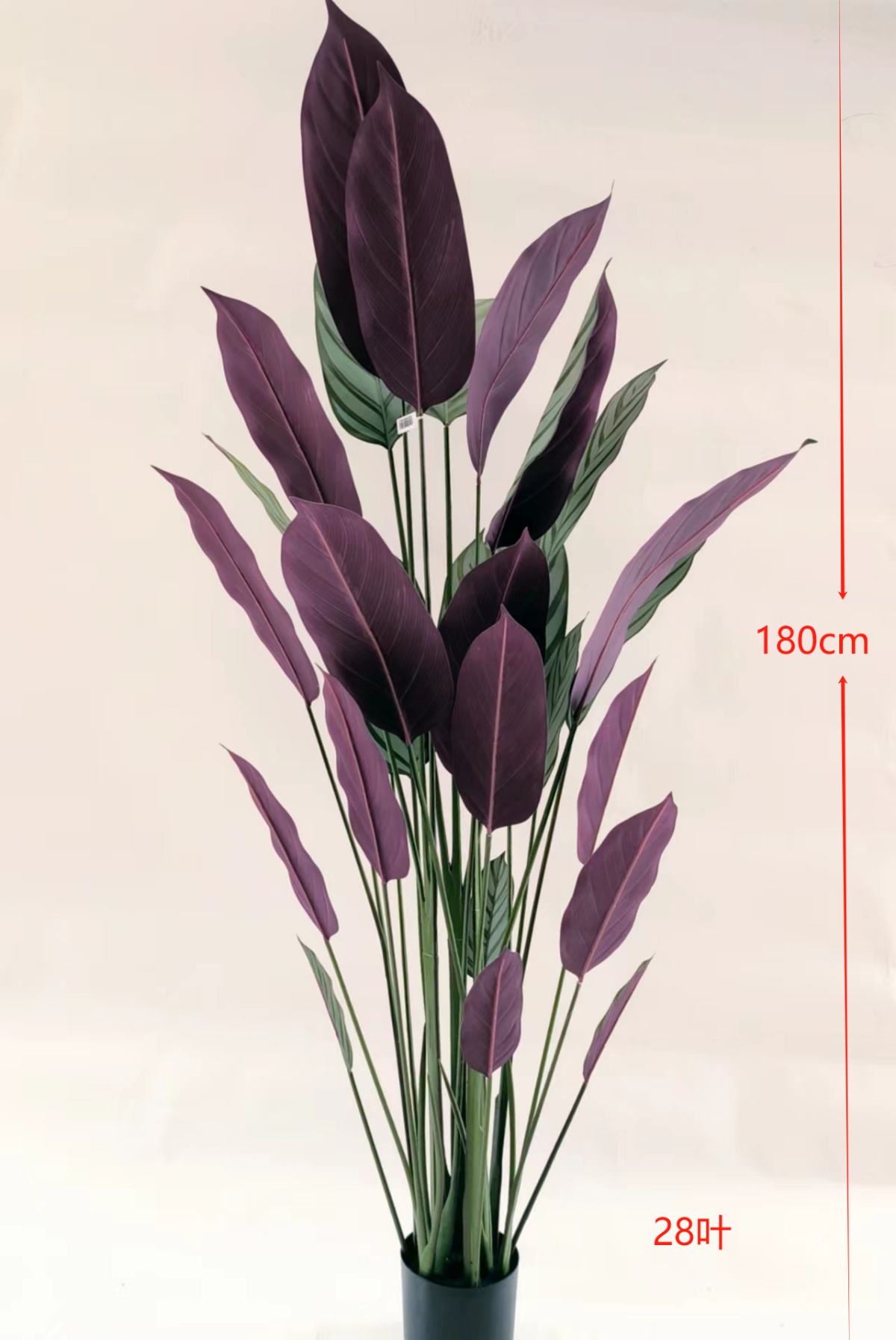 70"飞羽竹芋28叶