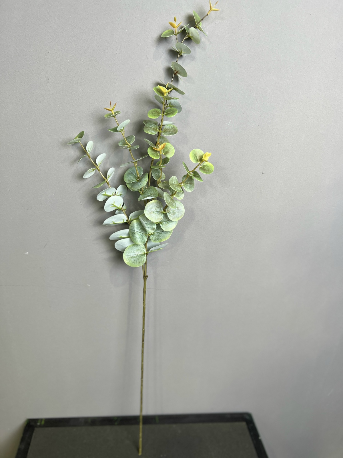 29" Single-Stem Eucalyptus No Pot