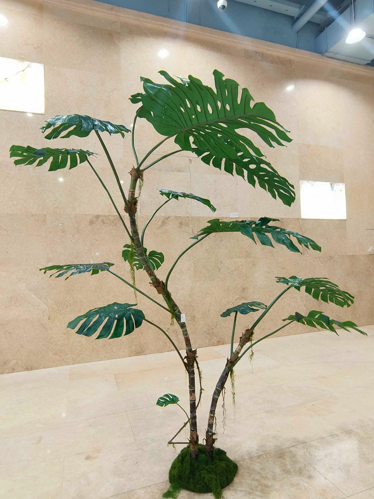Monstera de 3,1 metros (122 pulgadas)