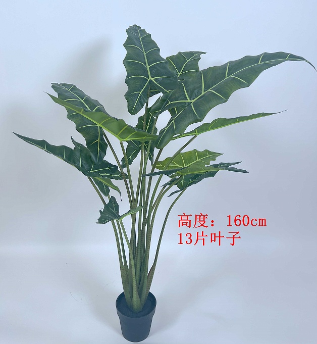 XJHFG2104