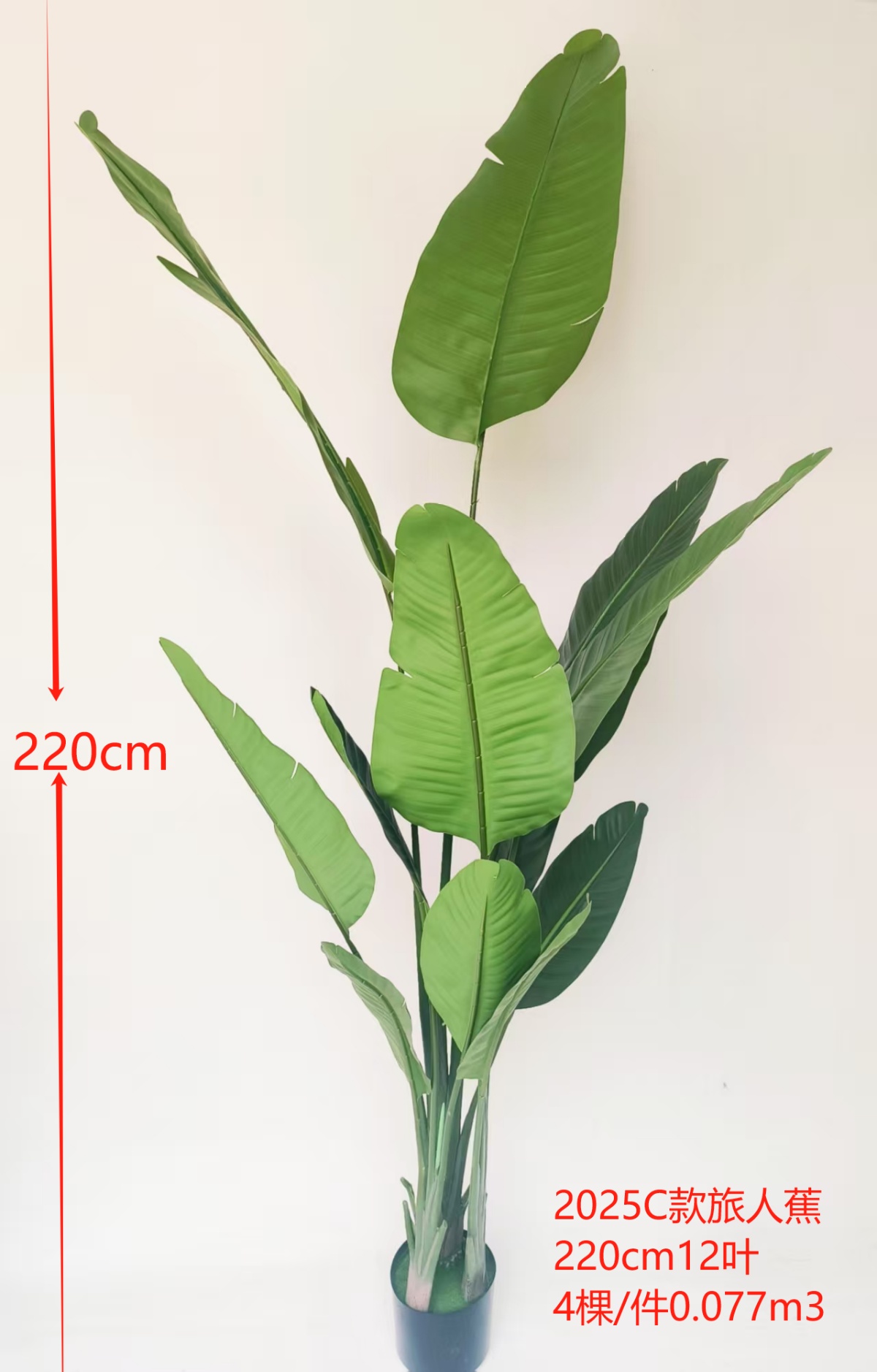 Palmera Viajera 220cm