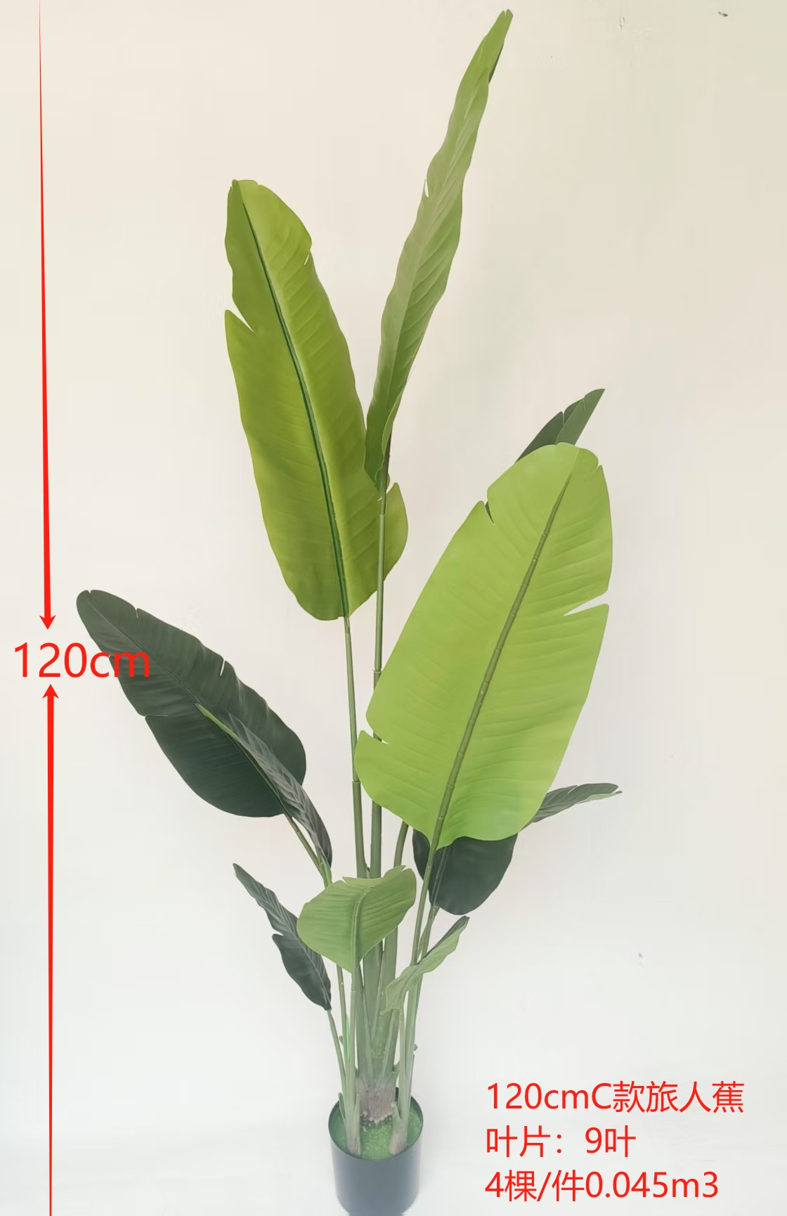 Palmera Viajera 120cm