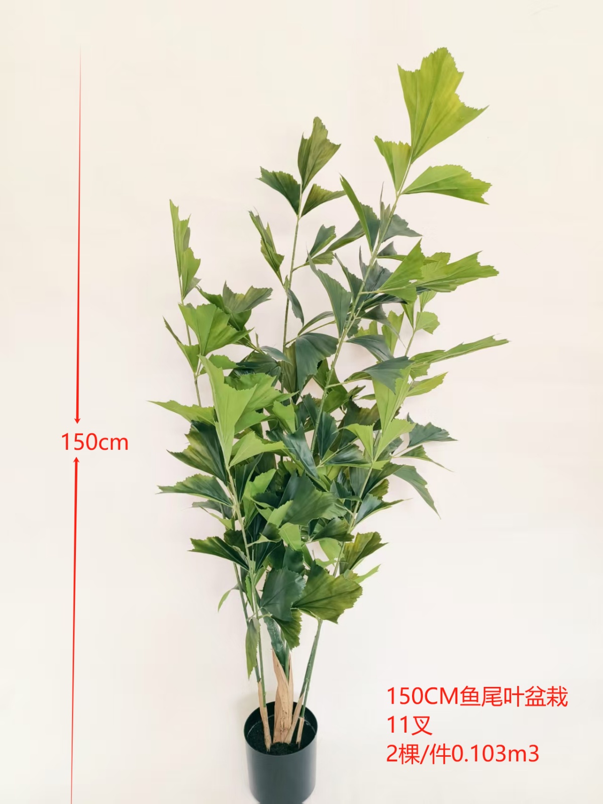 150CM鱼尾叶盆栽