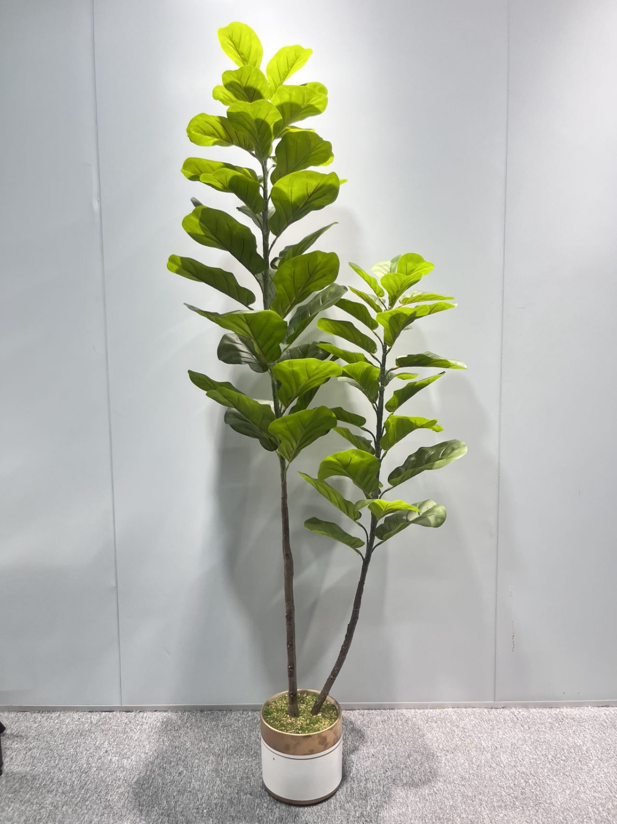 两杆小琴叶榕3D