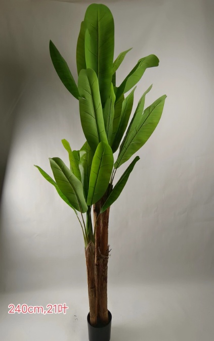 94“三杆芭蕉树