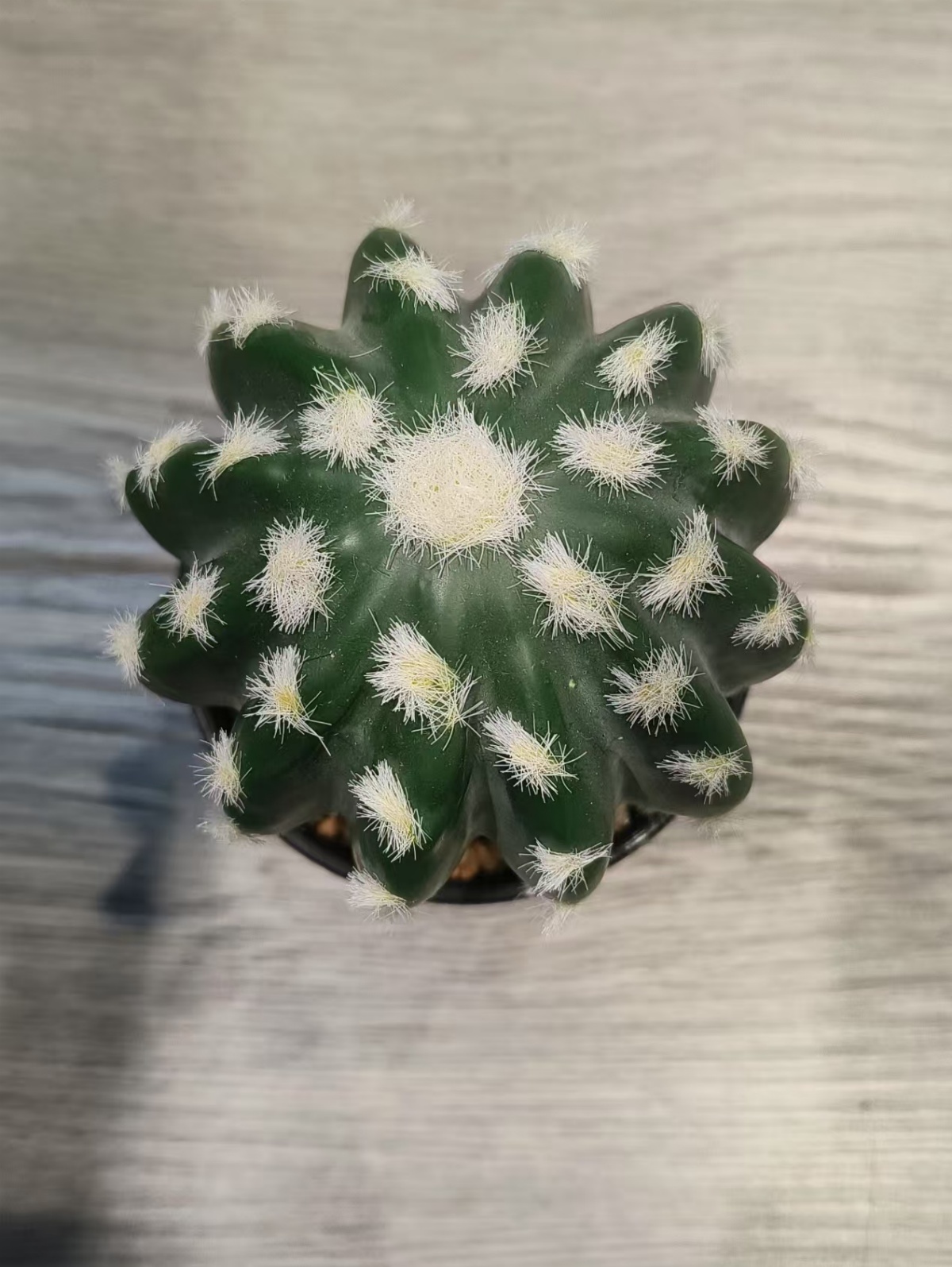 XJXR20241104-109