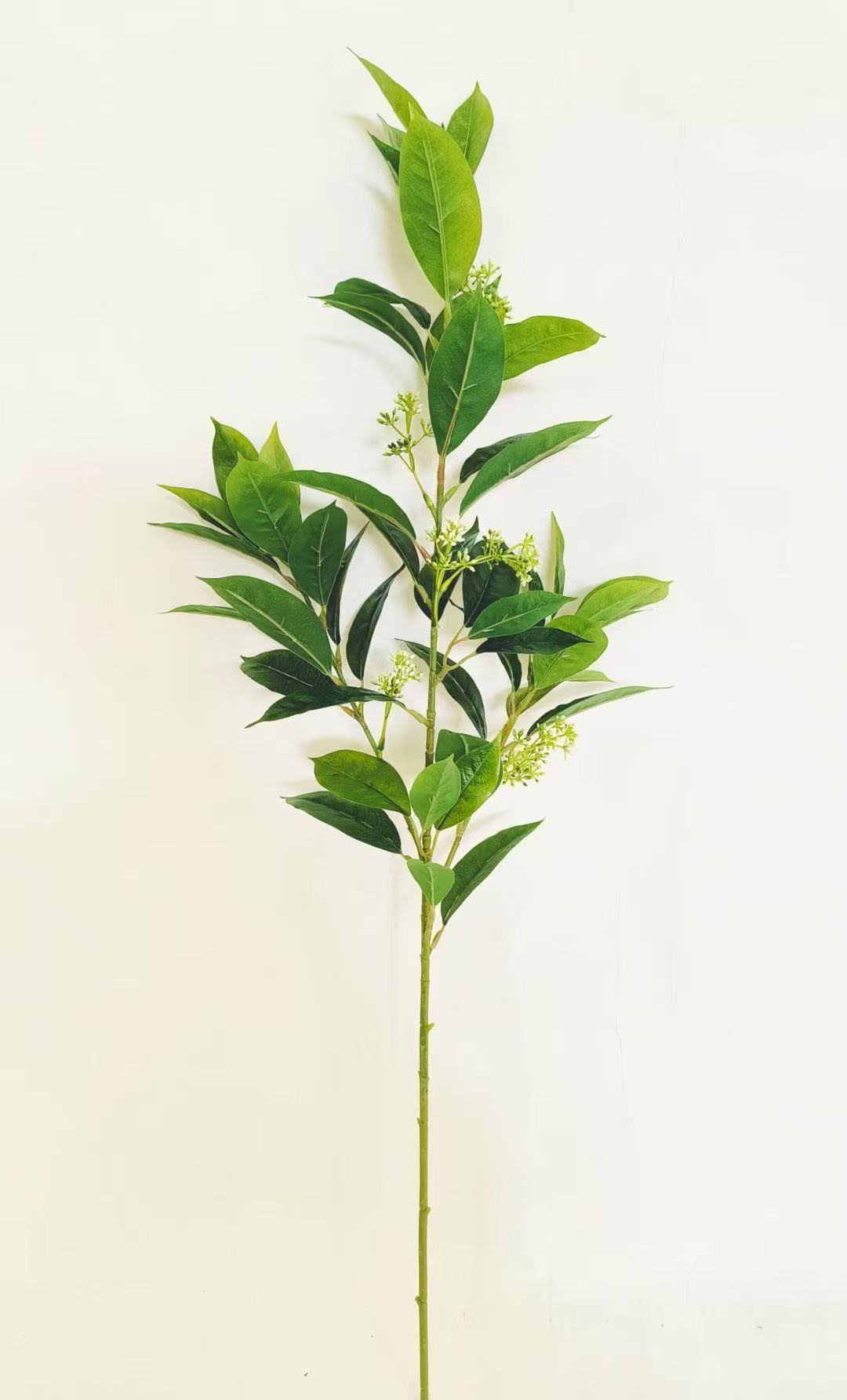 Tanaman Gardenia, cabang tunggal, tinggi 90cm.
