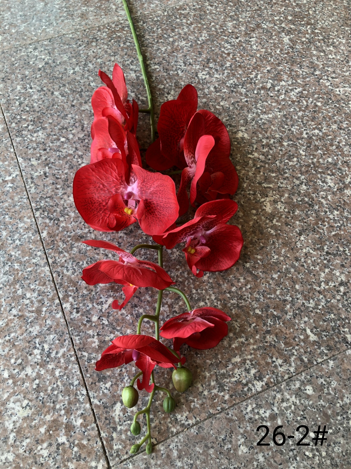 33"六花两果蝴蝶兰斑点红湿压
