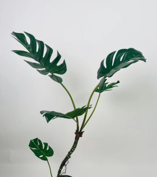 39"龟背树小号C款无盆