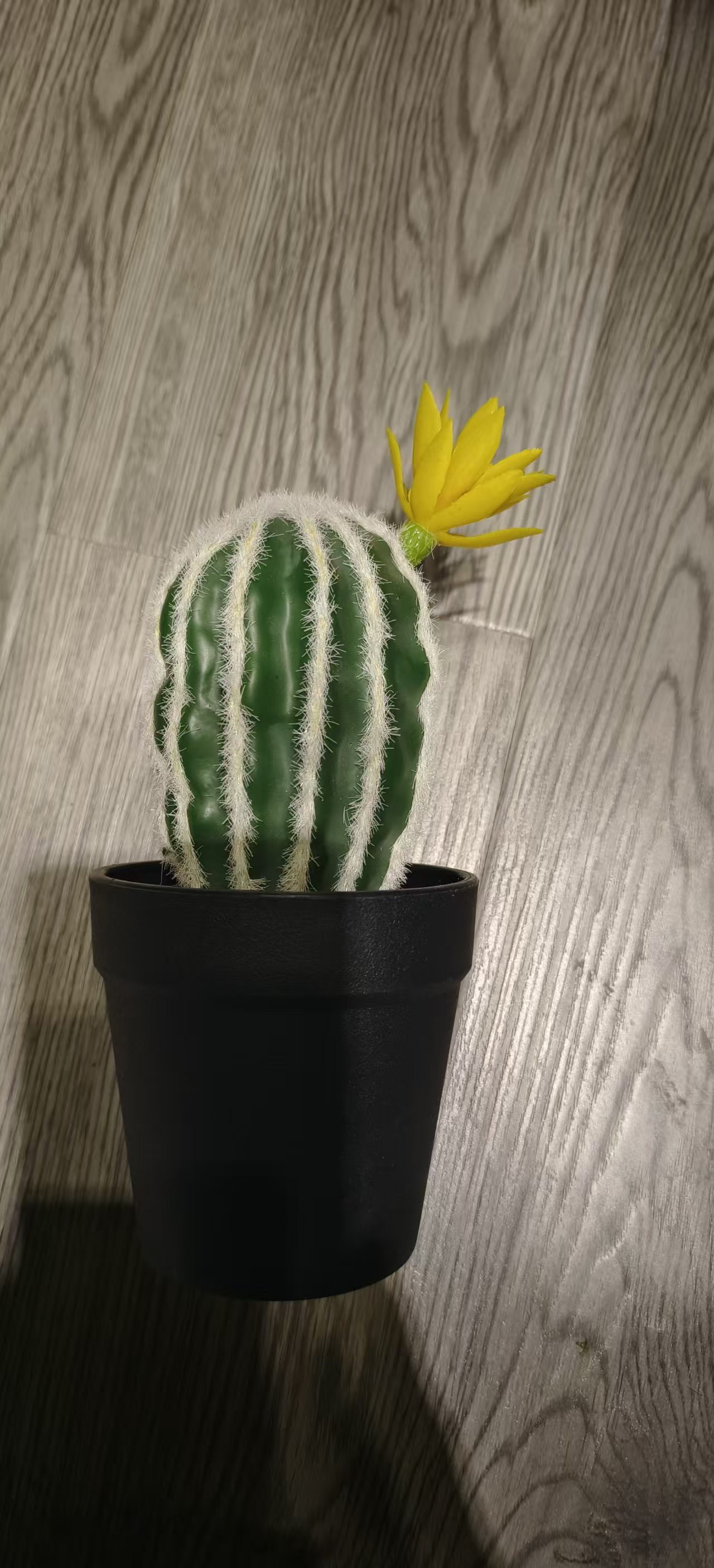 12cm椭圆黄花