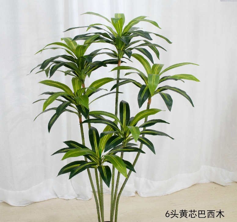 66"巴西木（黄芯）无盆