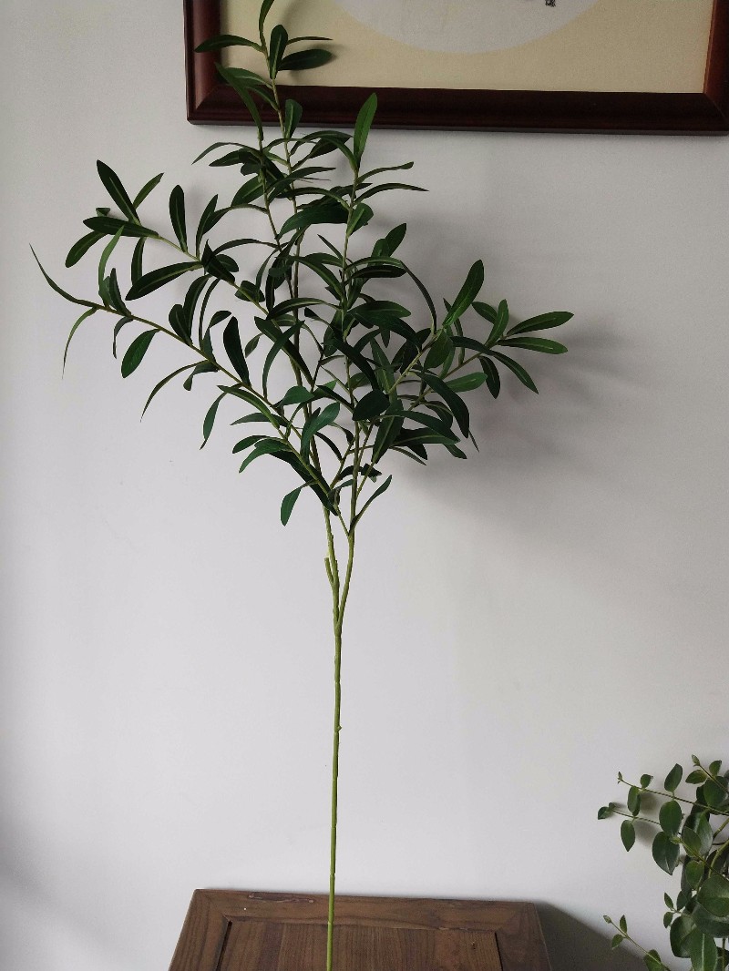 Olivo, 38", 10-ramas, verde, sin fruto.